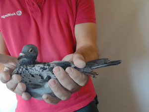 Pigeon image