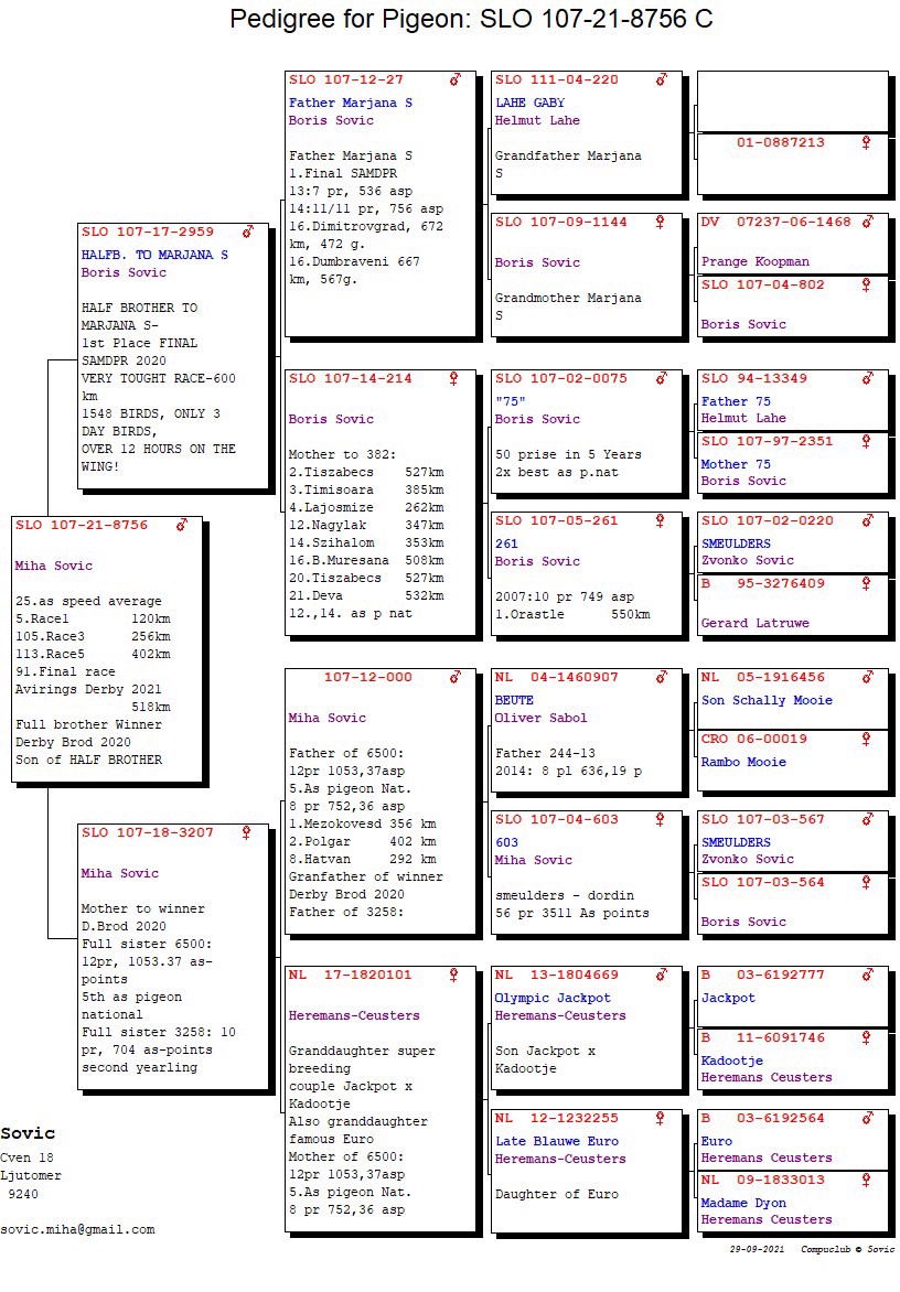 Pigeon pedigree image