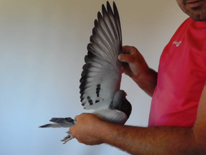 Pigeon image