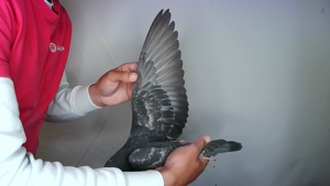 Pigeon image