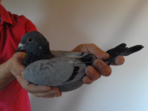Pigeon image