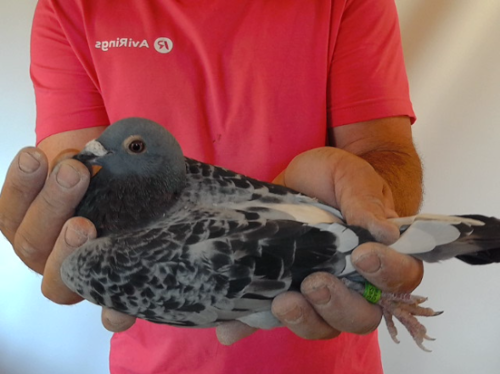 Pigeon image