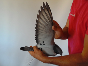 Pigeon image