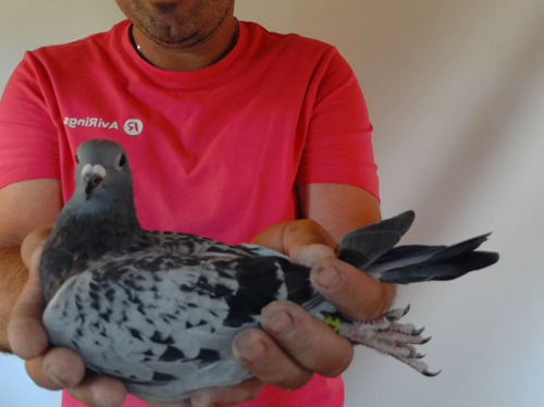 Pigeon image