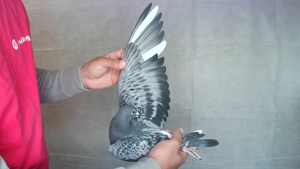 Pigeon image