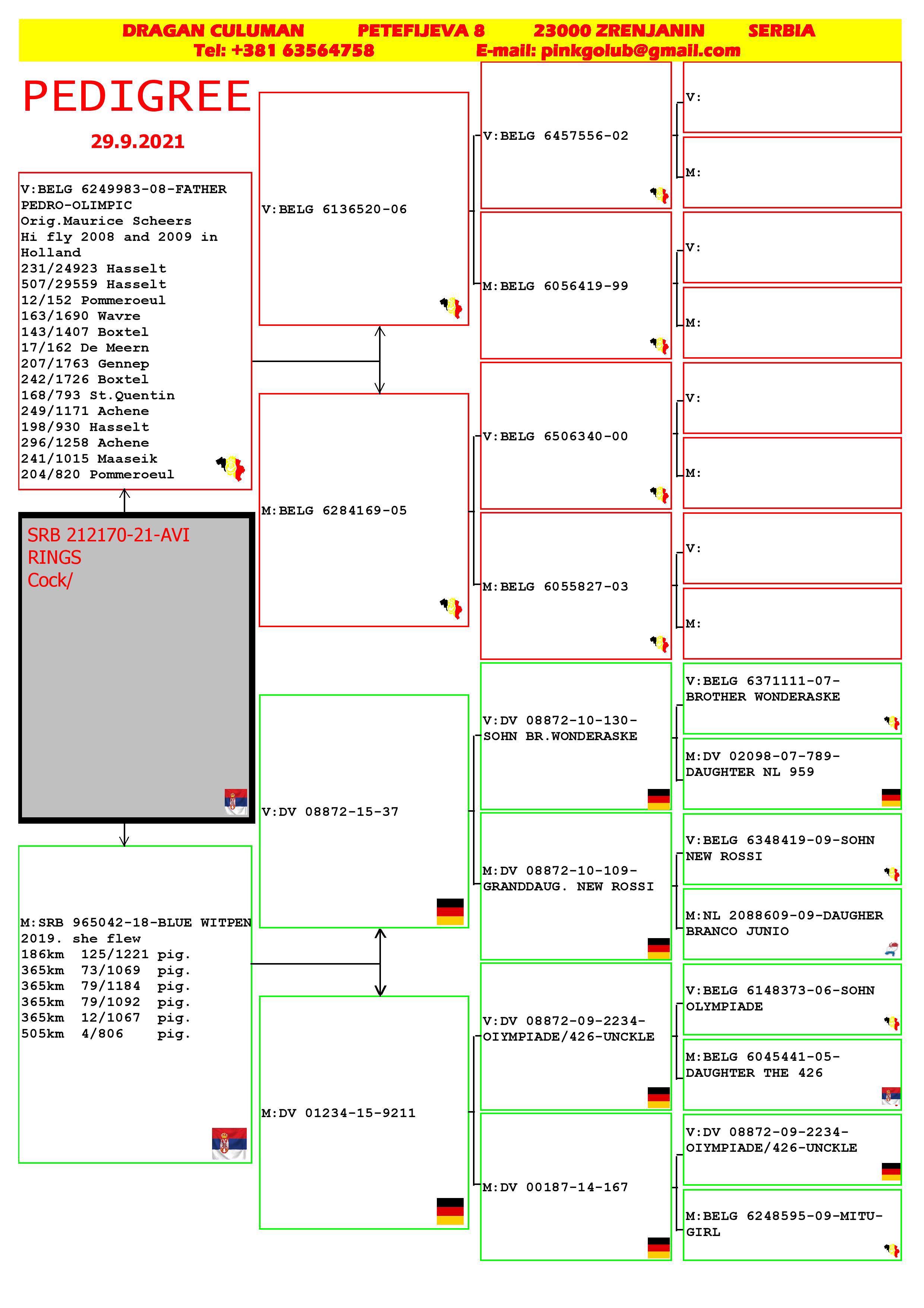 Pigeon pedigree image