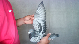 Pigeon image