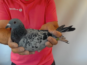 Pigeon image
