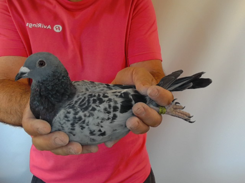 Pigeon image