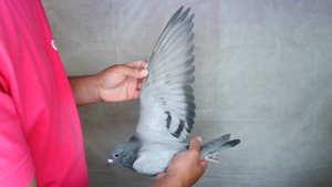 Pigeon image