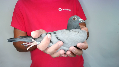 Pigeon image