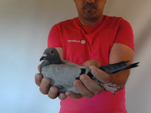 Pigeon image