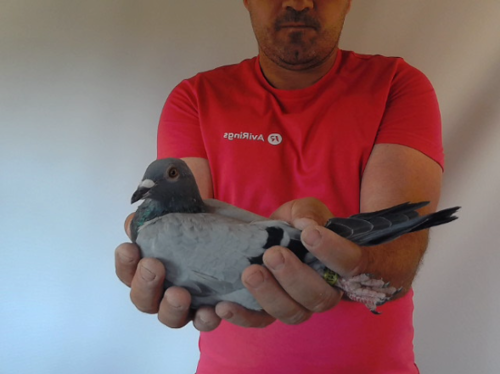 Pigeon image