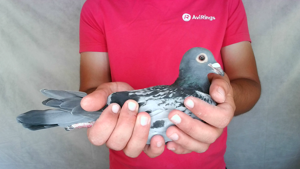 Pigeon image