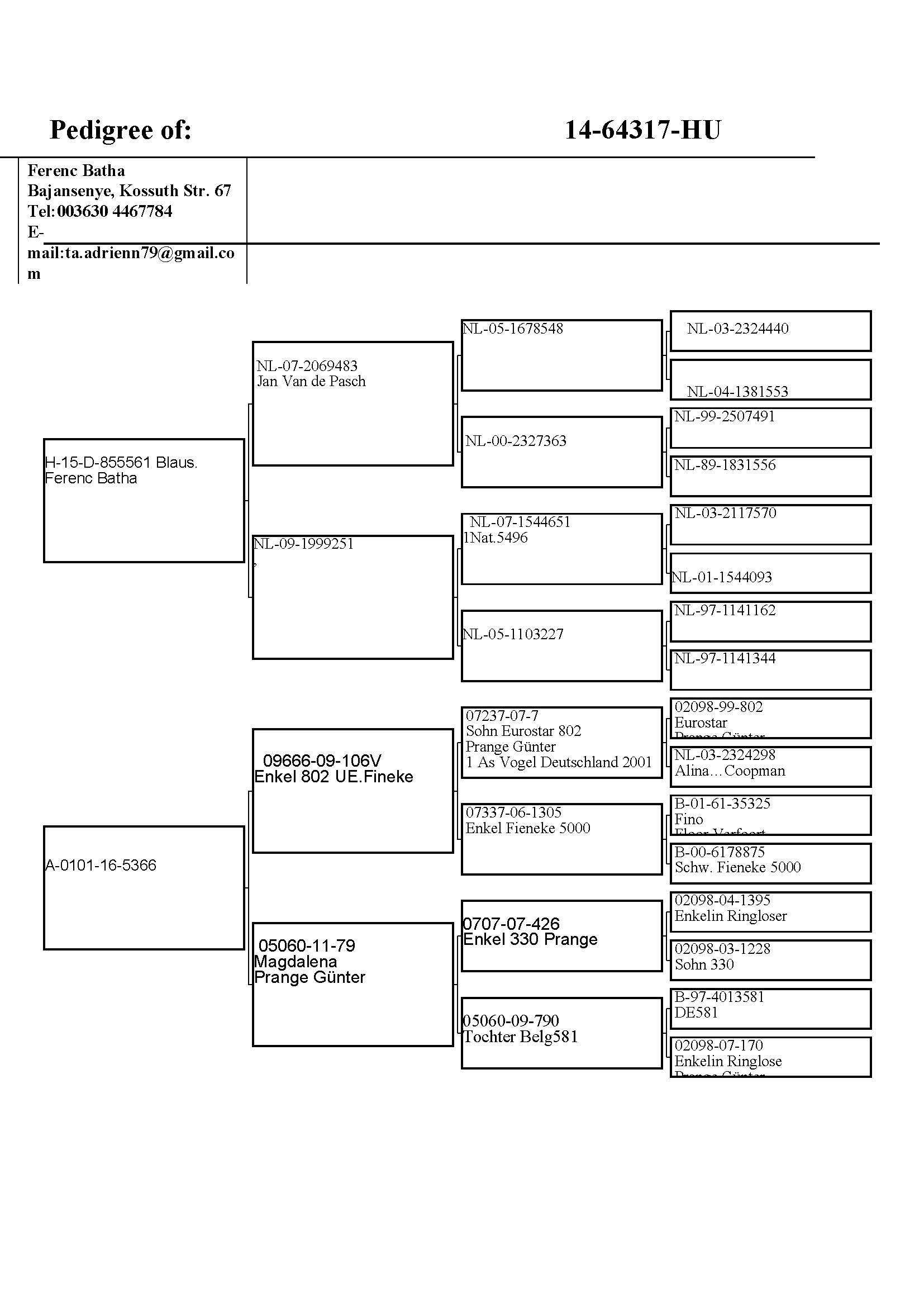 Pigeon pedigree image
