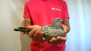 Pigeon image