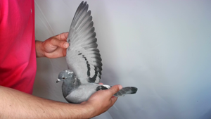 Pigeon image