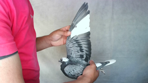 Pigeon image