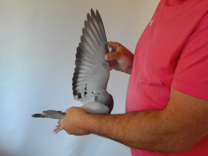 Pigeon image