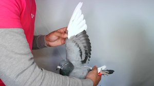 Pigeon image