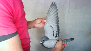 Pigeon image