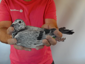 Pigeon image