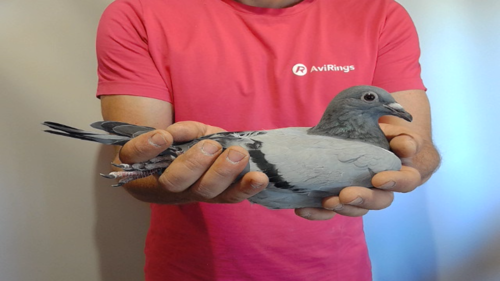 Pigeon image