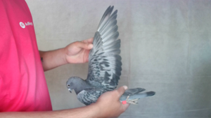 Pigeon image