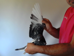 Pigeon image