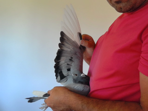Pigeon image