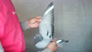 Pigeon image