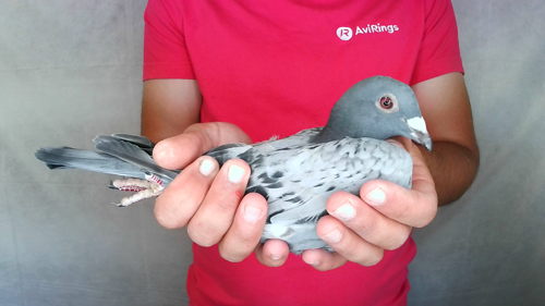 Pigeon image