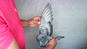 Pigeon image