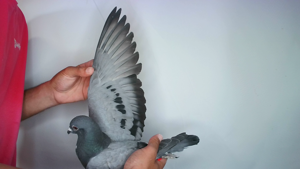 Pigeon image
