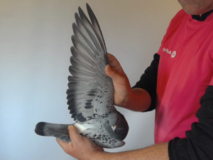 Pigeon image