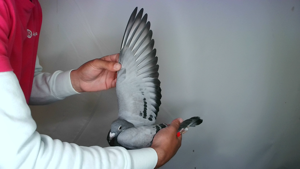 Pigeon image