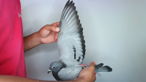 Pigeon image