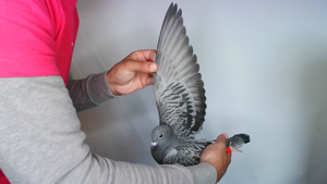 Pigeon image
