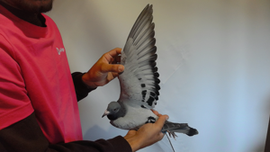 Pigeon image