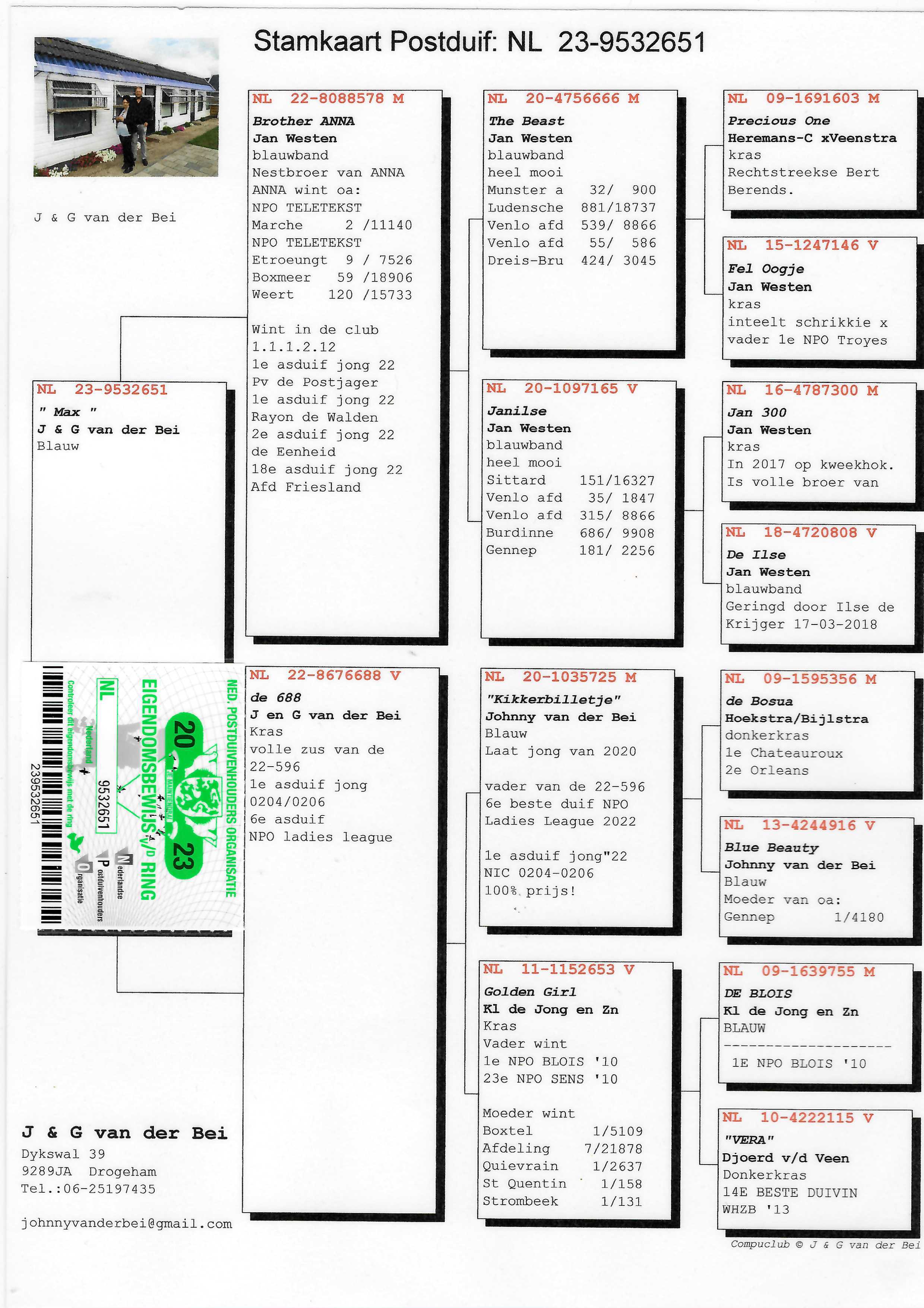 Pigeon pedigree image