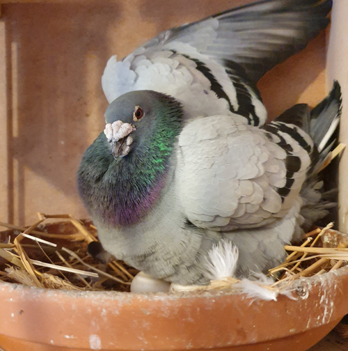 Pigeon image