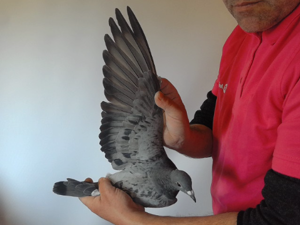 Pigeon image