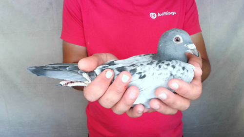 Pigeon image