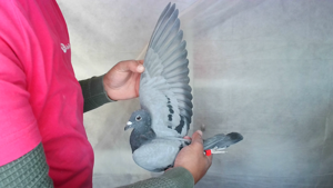 Pigeon image