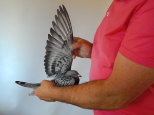 Pigeon image