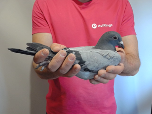 Pigeon image