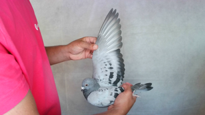 Pigeon image