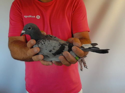 Pigeon image