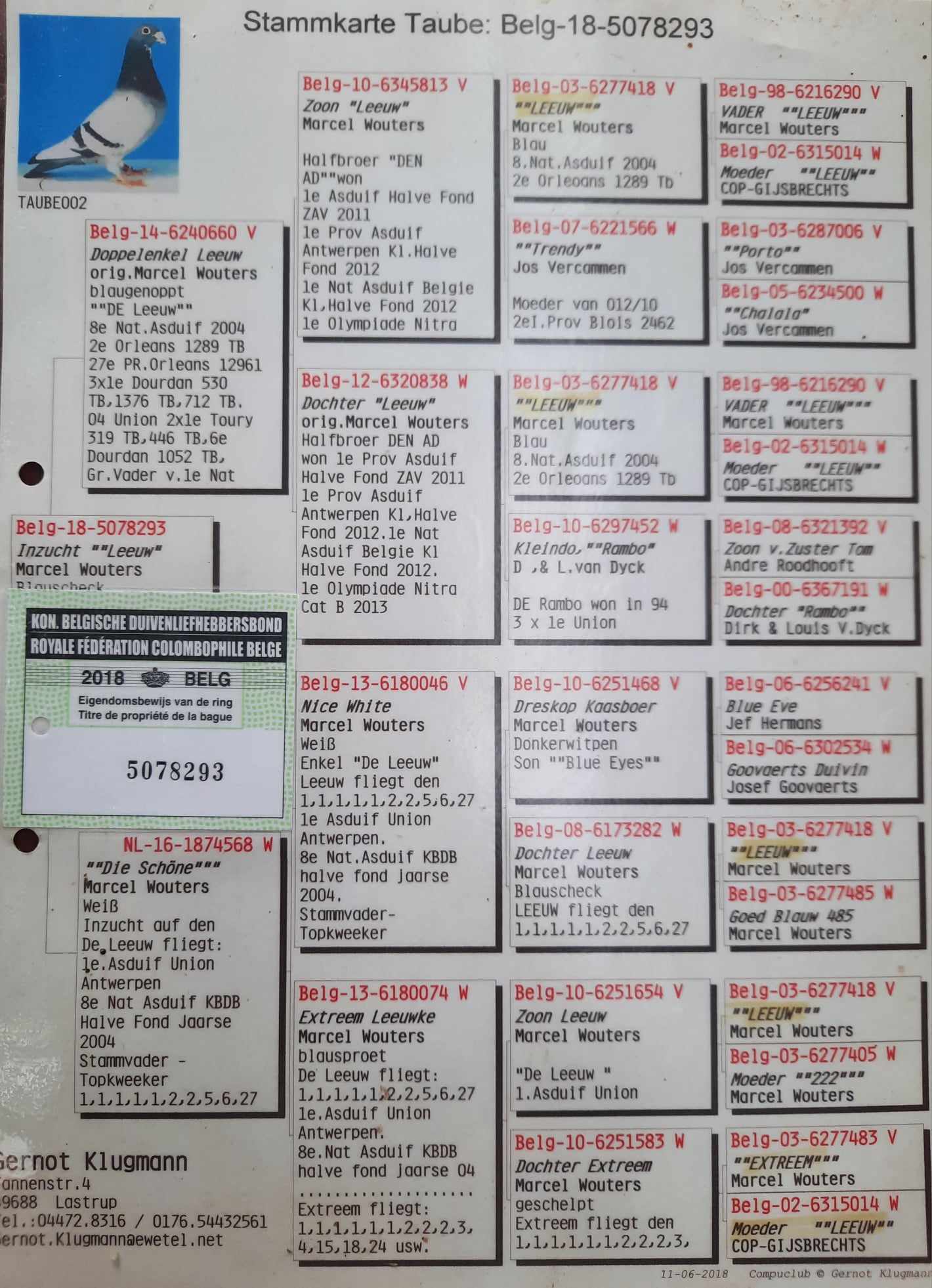 Pigeon pedigree image