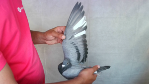 Pigeon image